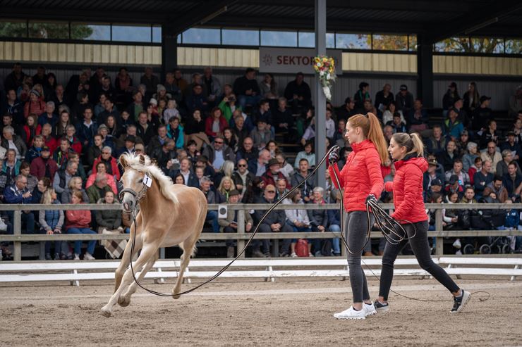 58. Tiroler Haflinger Stutfohlen Auktion