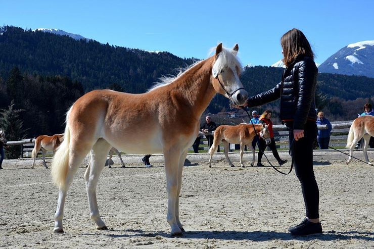 Jährlingsbeurteilung - Tiroler Haflinger Pferde - Ebbs