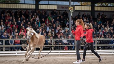 60. Tiroler Haflinger Stutfohlen Auktion - Ebbs