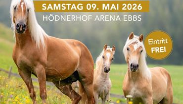 Haflinger Vereinsausstellung - Ebbs