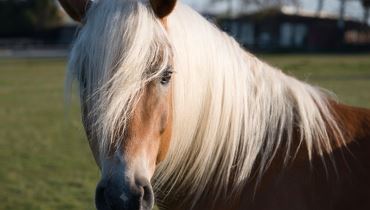 Wo Haflinger zuhause sind - Exklusive Gestütsführung im Fohlenhof Ebbs - Ebbs