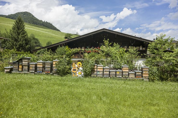 Wald-Wild-Bienenlehrpfad