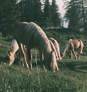 Fohlenhof & Animal encounters