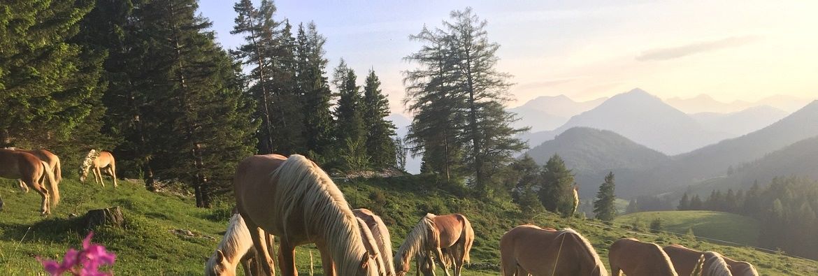 Tyrolean Haflinger stallion selection