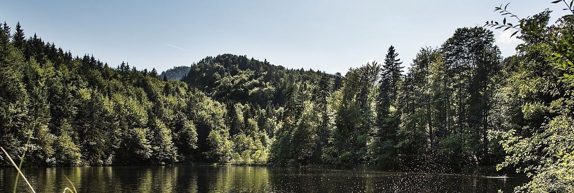 Il Pfrillsee - Foresta favolosa