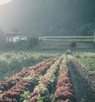 Prodotti locali direttamente dall'azienda agricola