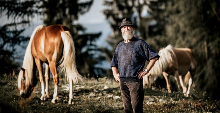 Bringing home the Haflinger stallions Ebbs