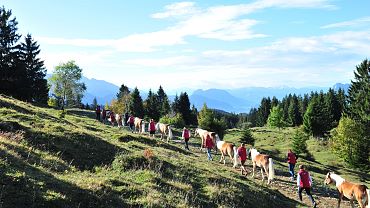 Haflinger Hengstalmabtrieb Ebbs