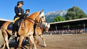 Haflinger shows