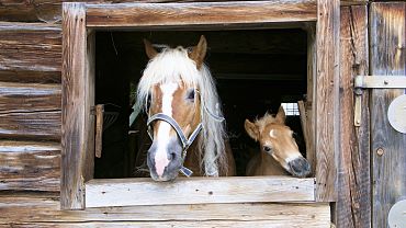 Tierisches Rahmenprogramm