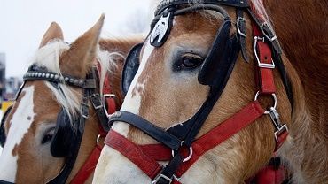 Stegmayer carriage rides Kufstein