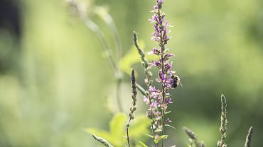 Tiroler Bienenalm Thiersee