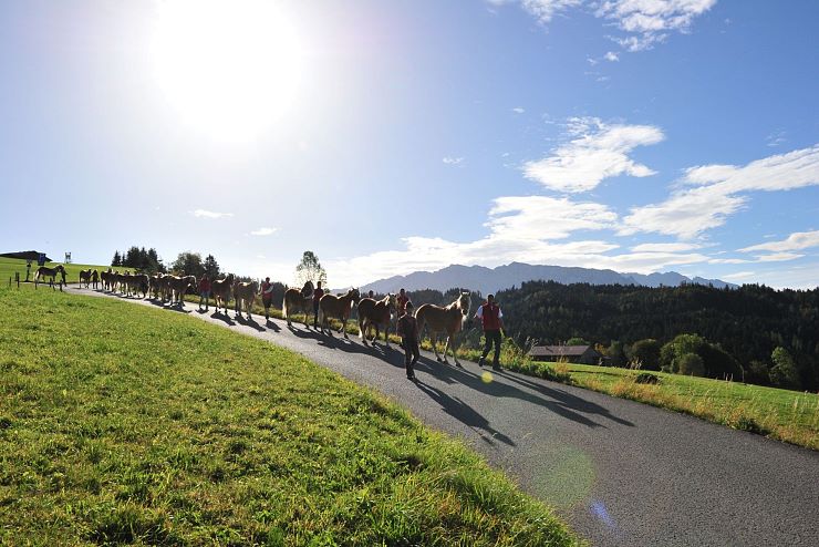 Haflinger_Hengstalmabtrieb_Fohlenhof_Ebbs_Fotograf_Christian_Kapfinger_3