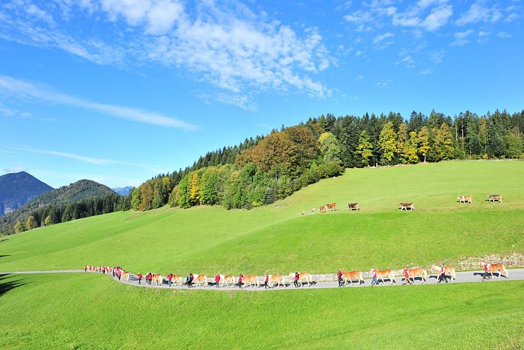 Haflinger_Hengstalmabtrieb_Fohlenhof_Ebbs_Fotograf_Christian_Kapfinger_4