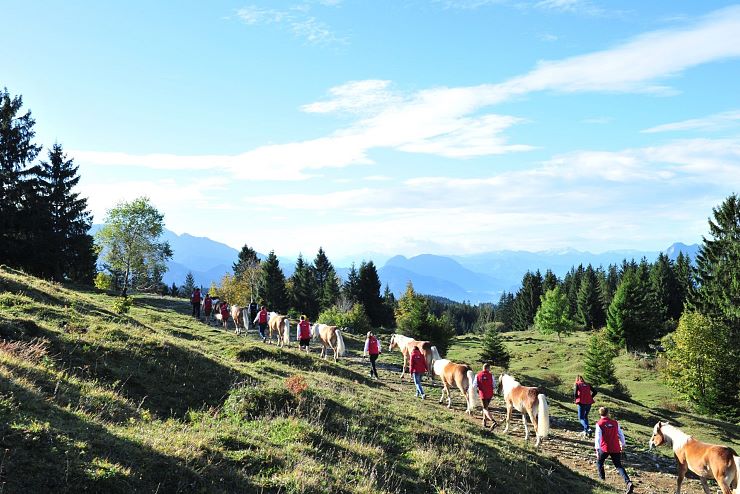 Haflinger_Hengstalmabtrieb_Fohlenhof_Ebbs_Fotograf_Christian_Kapfinger