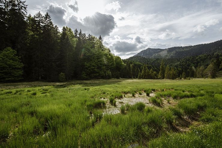 hochmoor_riedenberg_1