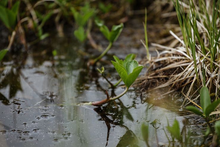 hochmoor_riedenberg_11