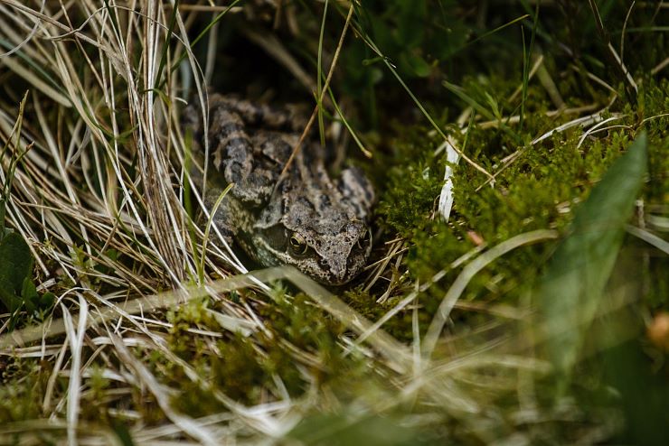 hochmoor_riedenberg_7