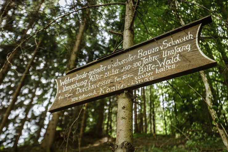 koenigslinde_schwoich_1