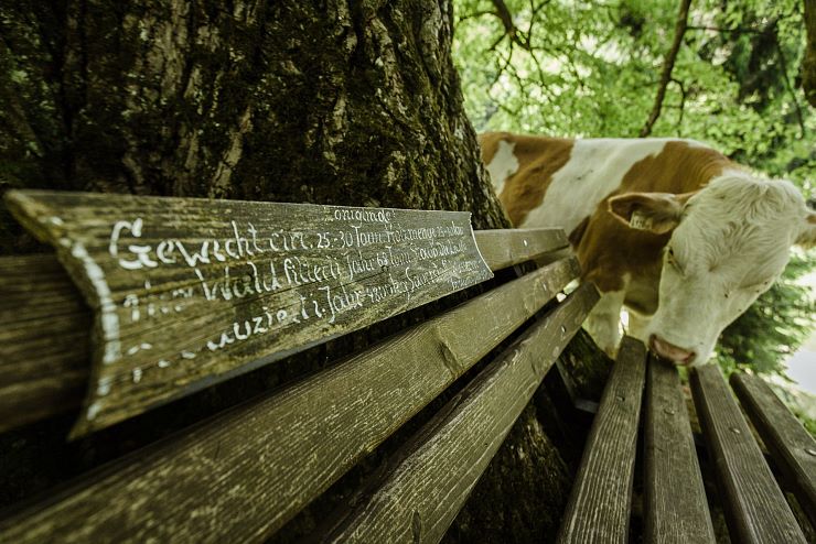 koenigslinde_schwoich_10