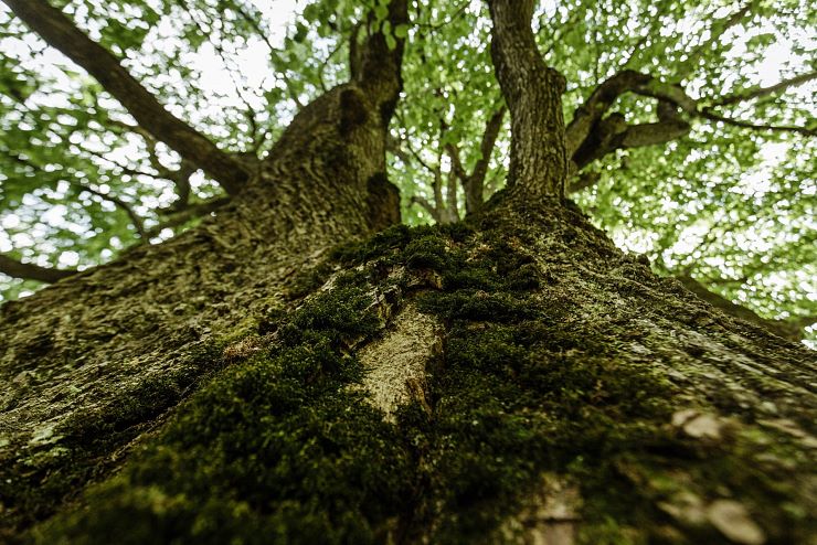 koenigslinde_schwoich_3