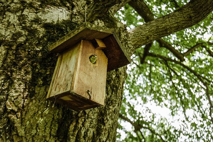 koenigslinde_schwoich_4