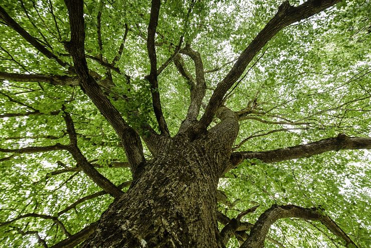 koenigslinde_schwoich_6