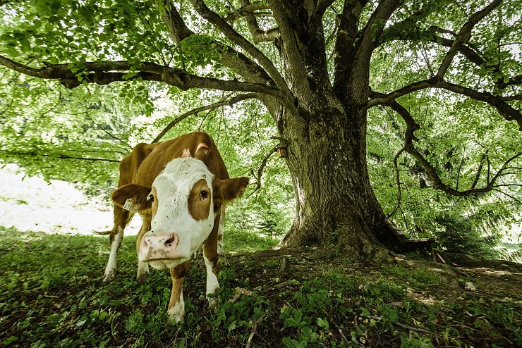 koenigslinde_schwoich_9